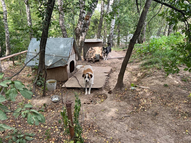 Директор приюта Инна Неделько показала депутатам условия содержания и ухода за животными, Депутаты посетили приют для бездомных животных «ГАВ»
